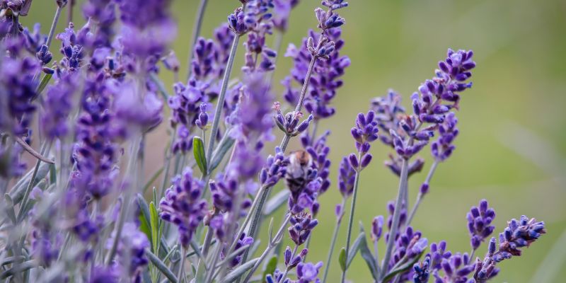 Lavanda para dormir