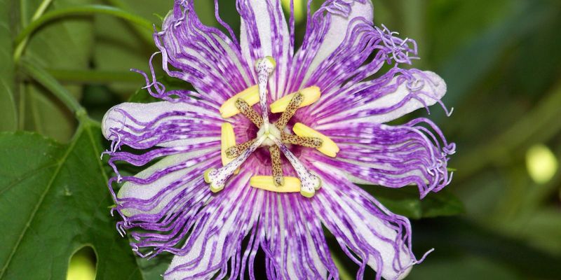 fitoterapico Passiflora