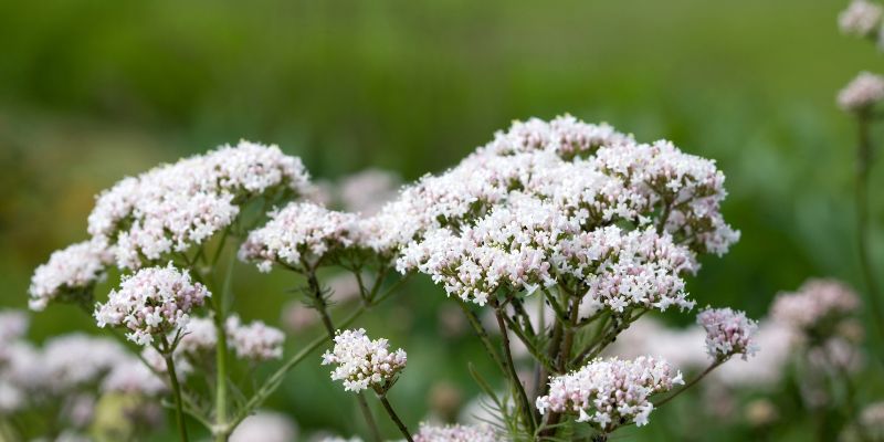 planta Valeriana (Valeriana officinalis) para dormir